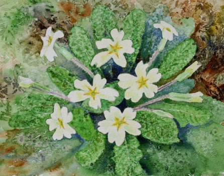 'primroses'