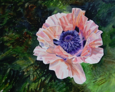 'Pink poppy'