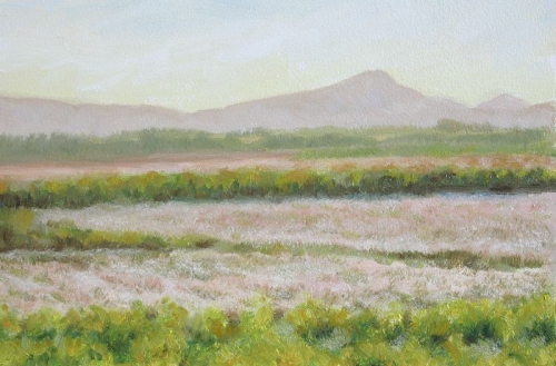 Summer Evening at Flanders Moss