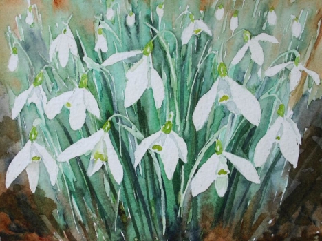 'Snowdrops'