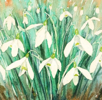 'Snowdrops'