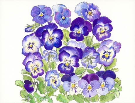 'Violas'