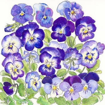 'Violas'